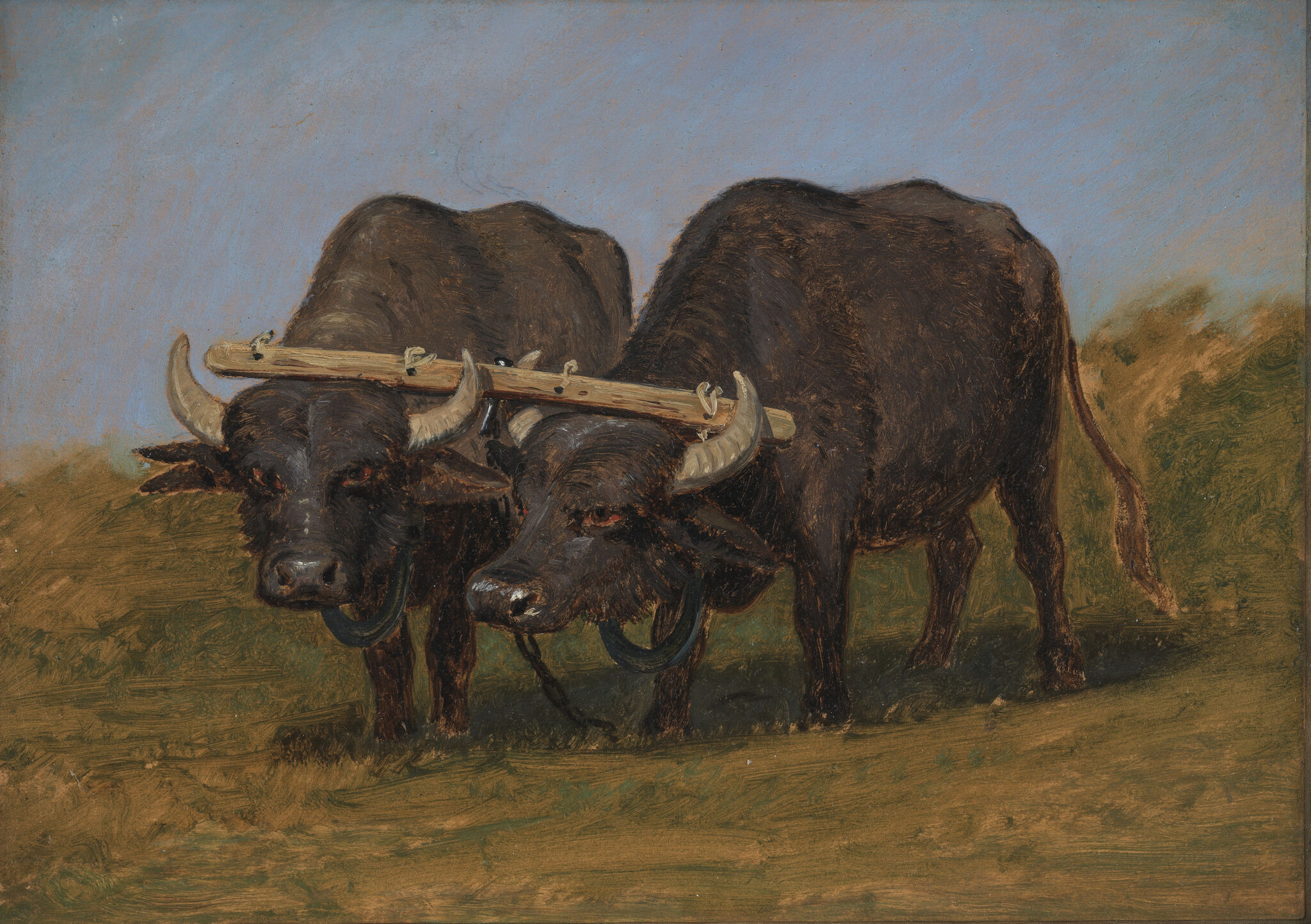 Fig. 4. Martinus Rørbye: To sammenkoblede bøfler. (1837). Olie på papir, monteret på lærred. 28 x 38 cm. Privateje.Malet 16. juni 1837 og udstillet i Kunstforeningen i februar 1838. På Rørbyes auktion i 1849 købt af baron Adam Christopher Holsten-Charisius. 